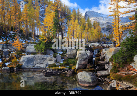 Lärchen oder Tamaracks, im Gebiet Verzauberung Seen von der alpinen Seen Wildnis, Washington Stockfoto
