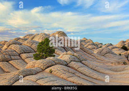 Felsformationen in der White Pocket-Einheit der Vermilion Cliffs National Monument, Arizona Stockfoto