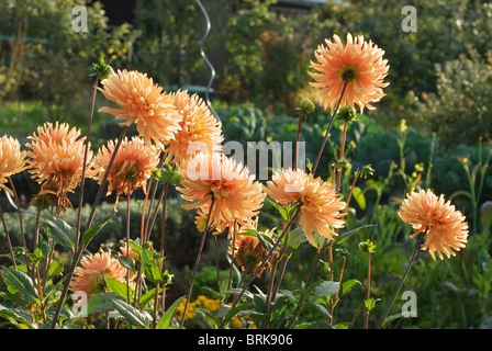 Gartenchrysanthemen als eine mehrjährige blühende Pflanze Stockfoto