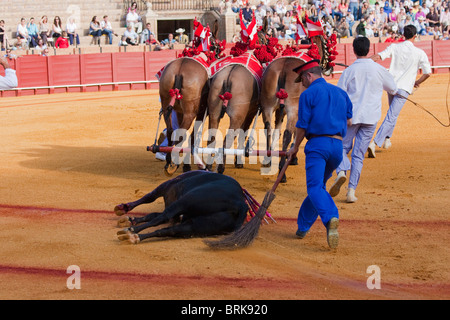 Stierkampf-Szene in Sevilla, Spanien Stockfoto