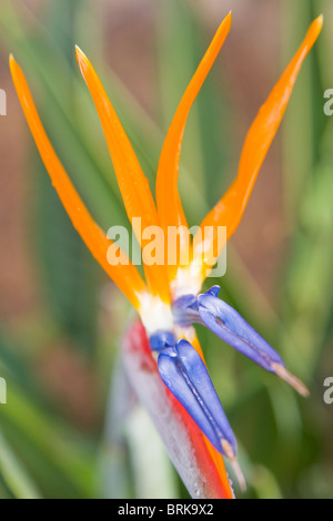 Strelitzia Reginae Blumen Stockfoto