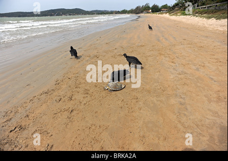 Vögel picken eine tote Schildkröte Rasa Strand in Buzios in der Nachmahd von Hurrikan Igor angespült Stockfoto