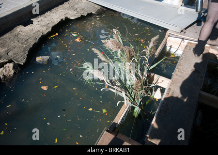 Phragmites angebaut auf ein Schwimmdock auf die verschmutzten binnen-und Gowanuskanal, in Brooklyn in New York unter Wasser Stockfoto