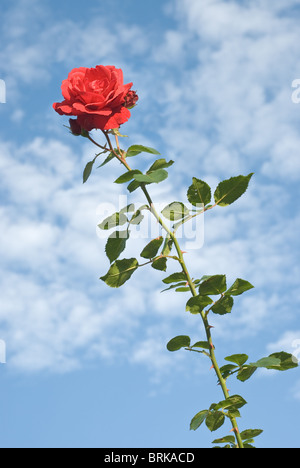 Einzelne rote Rose gegen eine Taghimmel Stockfoto