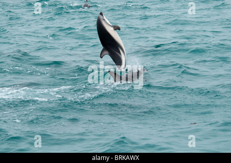 Dusky Dolphin Lagenorhynchus Obscurus springen im Pazifischen Ozean in der Nähe von Kaikoura, Neuseeland Stockfoto