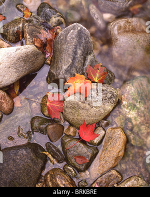 Herbst, gefallene Blätter in einem Strom von Felsen im Oktober Stockfoto