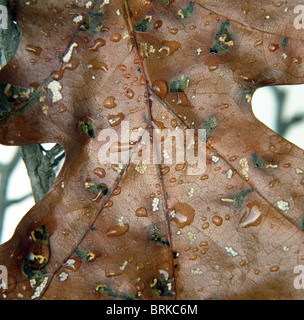 Nahaufnahme von Eichenblatt mit Wassertropfen nach Regen Stockfoto
