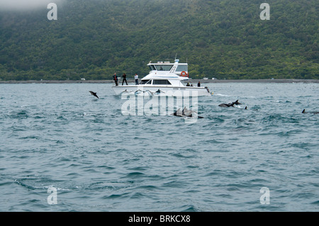 Dusky Dolphin Lagenorhynchus Obscurus springen im Pazifischen Ozean in der Nähe von Kaikoura, Neuseeland Stockfoto