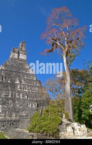 Große Jaguar-Tempel und Großbaum Tikal El Petén Nationalpark, Guatemala; Ein UNESCO-Weltkulturerbe Stockfoto