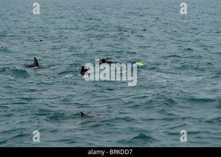 Schwimmen mit Dusky Dolphin Lagenorhynchus Obscurus im Pazifischen Ozean in der Nähe von Kaikoura, Neuseeland Stockfoto