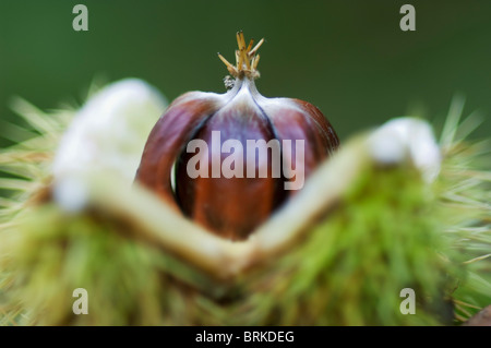 Sweet Chestnut, Castanea Sativa, öffnen Sie Obst, Kent, England, Herbst. Stockfoto