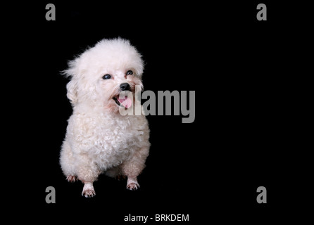 ein Lächeln auf den Lippen weißen Hund allein auf schwarzem Hintergrund isoliert Stockfoto