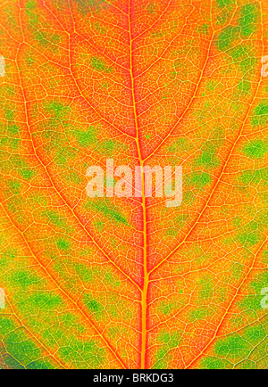 Herbst Blatt Hintergrund Stockfoto