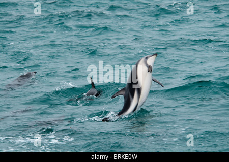 Dusky Dolphin Lagenorhynchus Obscurus springen im Pazifischen Ozean in der Nähe von Kaikoura, Neuseeland Stockfoto