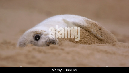 Grey Seal Pup, (Halichoerus Grypus) spielen Hide n seek Stockfoto