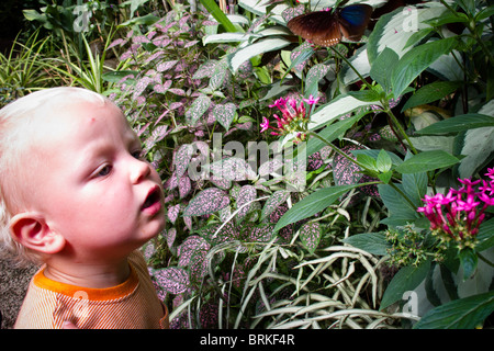 24. August 2010 junge, im Alter von einem und Schmetterling im Naturospace tropischen butterly Park, Honfleur, Normandie, Frankreich Stockfoto