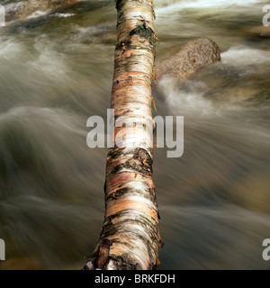 Birke-Protokoll eine schnelle Bachlauf umgefallen Stockfoto