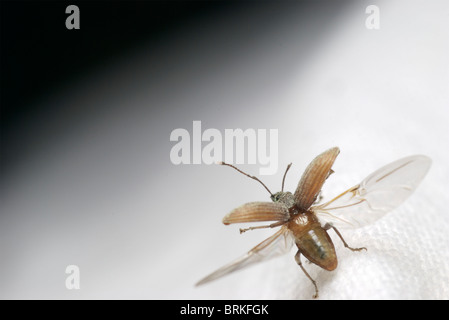 Cyrtepistomus Castaneus, asiatische Eiche Rüsselkäfer, ausziehen. Stockfoto