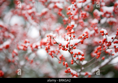 Nahaufnahme Bild der Weißdornbeeren unter Schnee Stockfoto