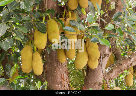 Jackfrucht (artocarpus heterophyllus) wächst auf der tropischen Insel Mauritius auf Bäumen.