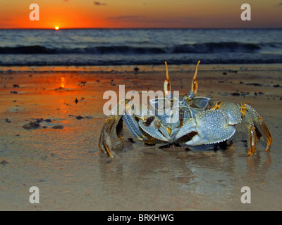 Ghost-Krabbe (Ocypode SP.) am Strand bei Sonnenuntergang, Mosambik, Südafrika Stockfoto