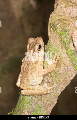 Braun Baum Kröte Pedostibes hoshii Stockfoto