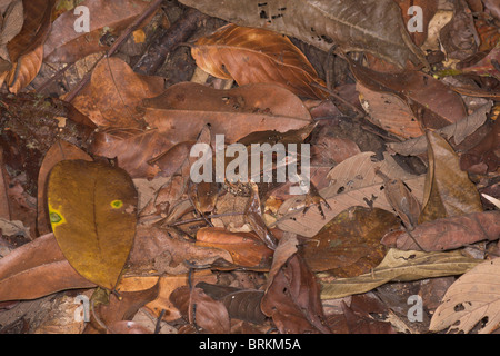 Bornean gehörnten Frosch Megophrys nasuta Stockfoto