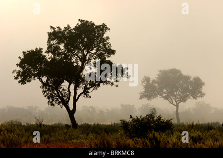 Bäume im Nebel am frühen Morgen, Krüger Nationalpark, Südafrika Stockfoto