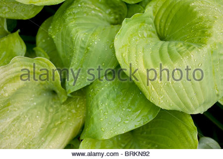 Hosta verlässt nach einem Regenschauer im Sommer nass. Stockfoto