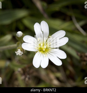 Nahaufnahme der Blüte der Bereich Vogelmiere (Cerastium Arvense), Holland Stockfoto