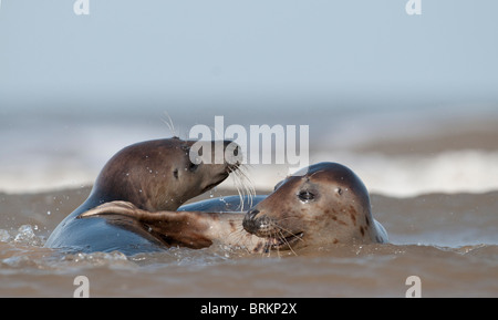 Graue Dichtungen Halichoerus Grypus Weibchen in Surf Norfolk November Stockfoto