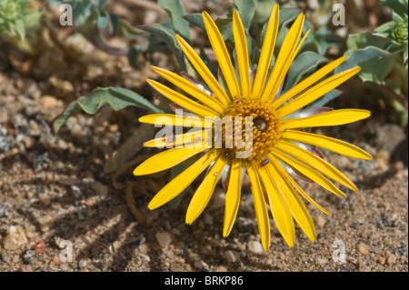 Chaetanthera SP. Nahaufnahme Blume mit Milben auf Blütenblätter, östlich von Punta de Los Burros Atacama Wüste Chile Stockfoto