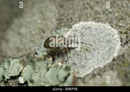 Cyrtepistomus Castaneus asiatische Eiche Rüsselkäfer auf eine Flechte bedeckt Rock. Stockfoto