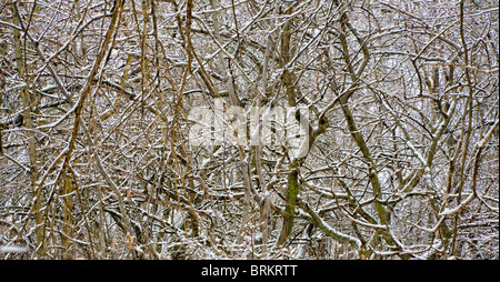 Verschneiten Wald Stockfoto