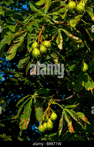 Nahaufnahme von Conkern, die auf Rosskastanienbäumen (aesculus hippocastanum) im Herbst England Vereinigtes Königreich GB Großbritannien Stockfoto