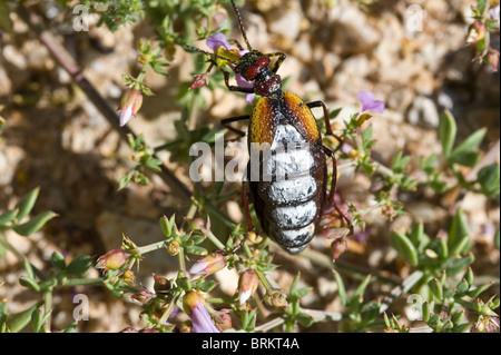 Blister Beetle (Pseudomeloe Sanguinolentus) Männchen ernähren sich von Hualputilla (Fagonia Chilensis) Blütenblätter Pan de Azucar Stockfoto