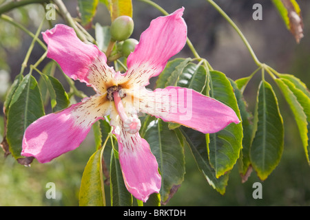 Blume von der Seide Zahnseide oder Kapok Baum Chorisia speciosa Stockfoto