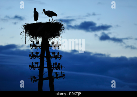 Störche Storch in der Biebrza River Reservation in Region Podlachien, Polen Stockfoto