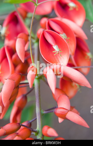 Erithrina Crista-Galli oder der Cockspur Coral Weinstock Stockfoto