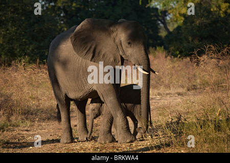 Elefanten-Kuh und Kalb ernähren sich von Feigen, die von der Baum-Overhead zu Boden gefallen sind Stockfoto