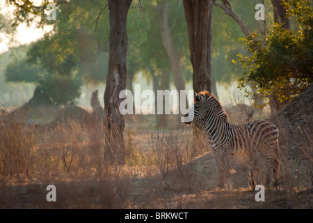 Burchell Zebra im frühen Morgenlicht an Mana Pools Stockfoto