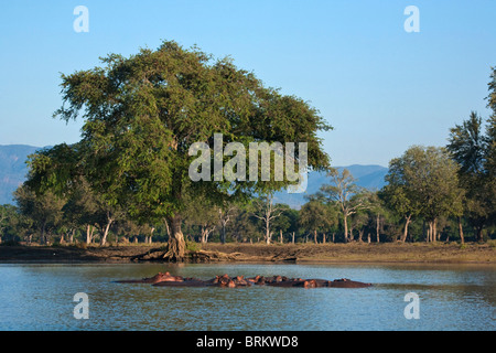 Eine Herde von Nilpferd in langen Pools im Mana Pools gesehen gegen einen Feidherbia Wald Stockfoto