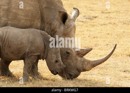 Porträt einer White Rhino Kalb reiben gegen seine Mutter Stockfoto