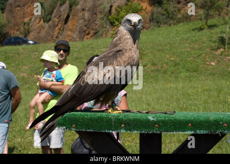 Schwarzmilan (Milvus Migrans) in einer Falknerei-Ausstellung. Stockfoto