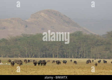 Große Herde Büffel Weiden in der Nähe von Lake Nakuru mit Fieber Baum Wald im Hintergrund Stockfoto