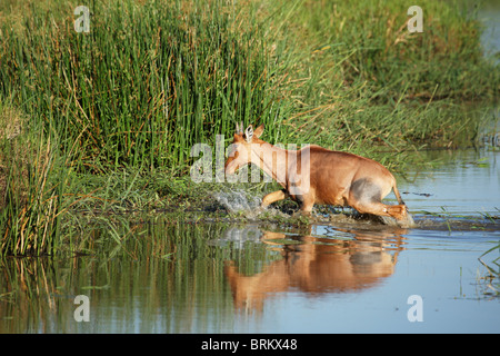 Topi weiblich waten über einen Bach mit dicken Schilf am Ufer Stockfoto