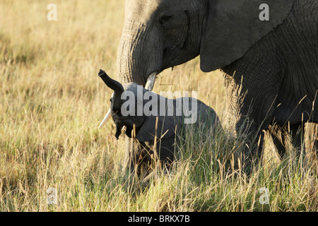 Elefant Kalb Abholung der Duft unter dem Schutz seiner Mutter Blick Stockfoto