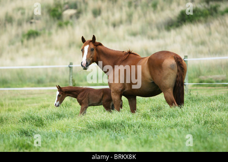 Stute und Fohlen weiden in einem Feld Stockfoto