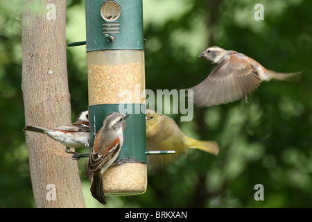 Grey-headed Spatzen am Futterhäuschen mit über Land und eine andere im Flug Stockfoto