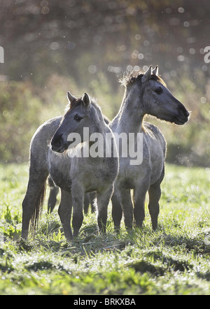 Wilde Konik-Pferde grasen auf Sumpf Land am Ufer des River Stour in Canterbury Kent. Bild von James Boardman Stockfoto